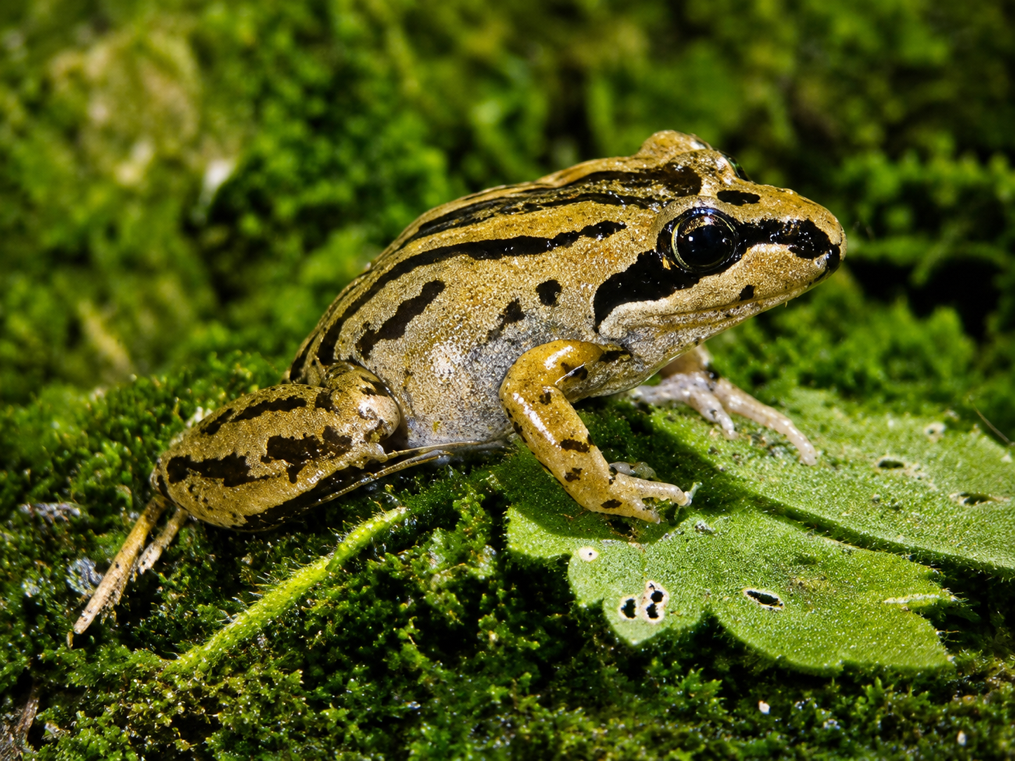 Úspěšný odchov paropuchy pruhované (Limnodynastes peronii)