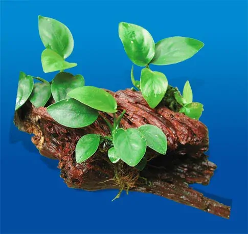 Akvarijní dřevo osazené dvěma anubiasy