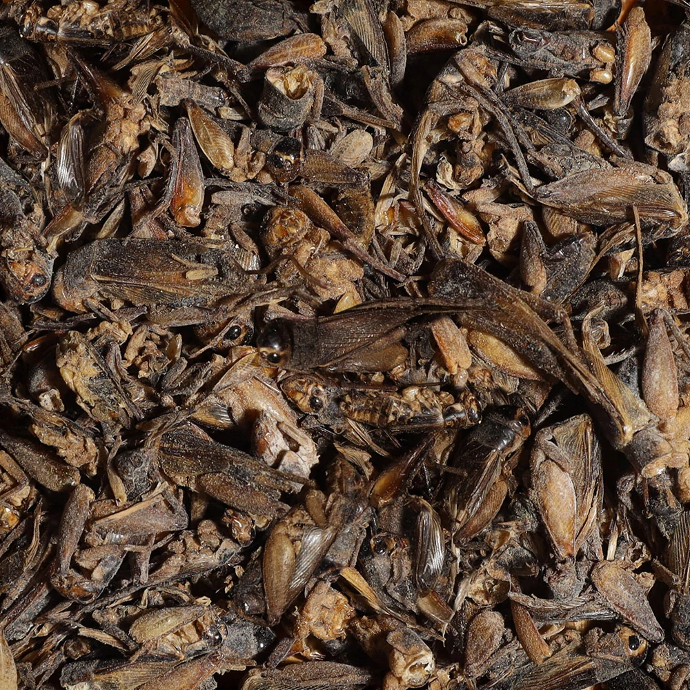 sera Bearded Dragon Cricket Snack 250 ml