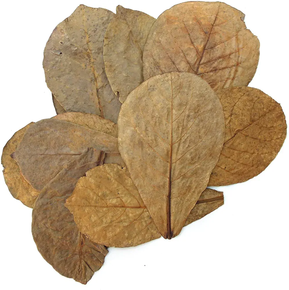 Catappa Leaves - listy mandlovníku mořského 10ks XXL