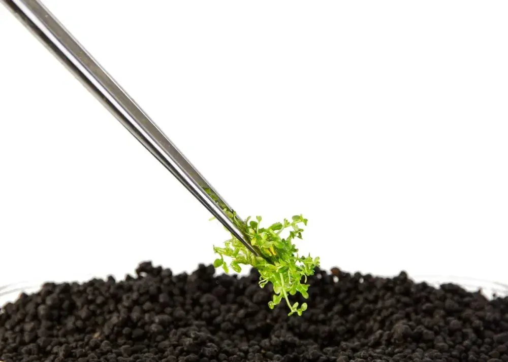 Sera flore tool P akvarijní pinzeta 31см