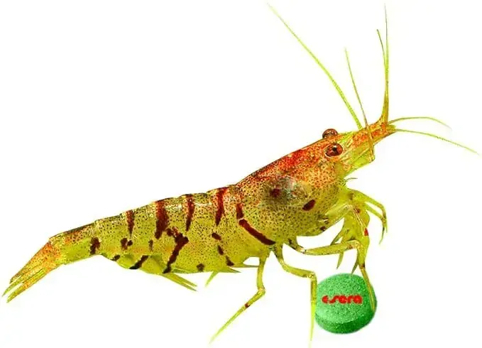 Sera Plankton Color Tabs 100ml