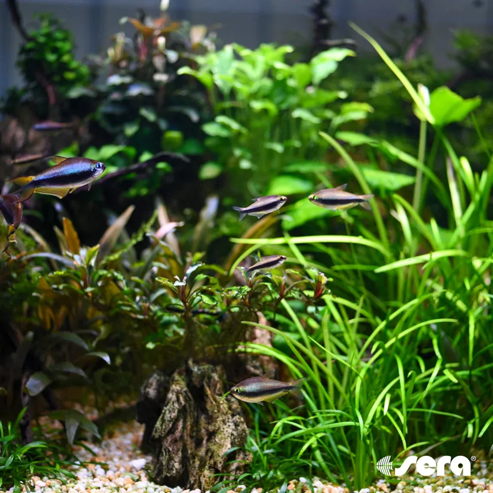 Sera florena 250ml